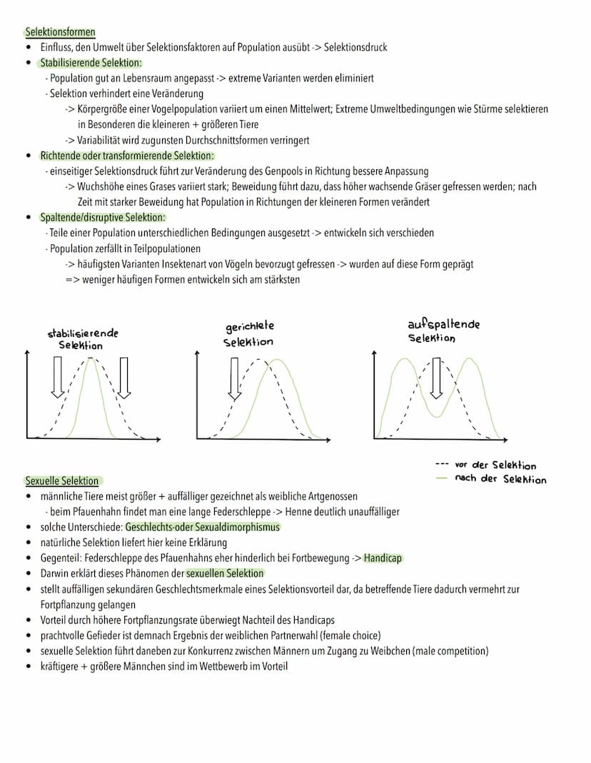 Evolution
Definition
Vorgang, bei dem sich genetische, also vererbbare, Merkmale einer Population über großen Zeitraum hinweg verändern
• Ve