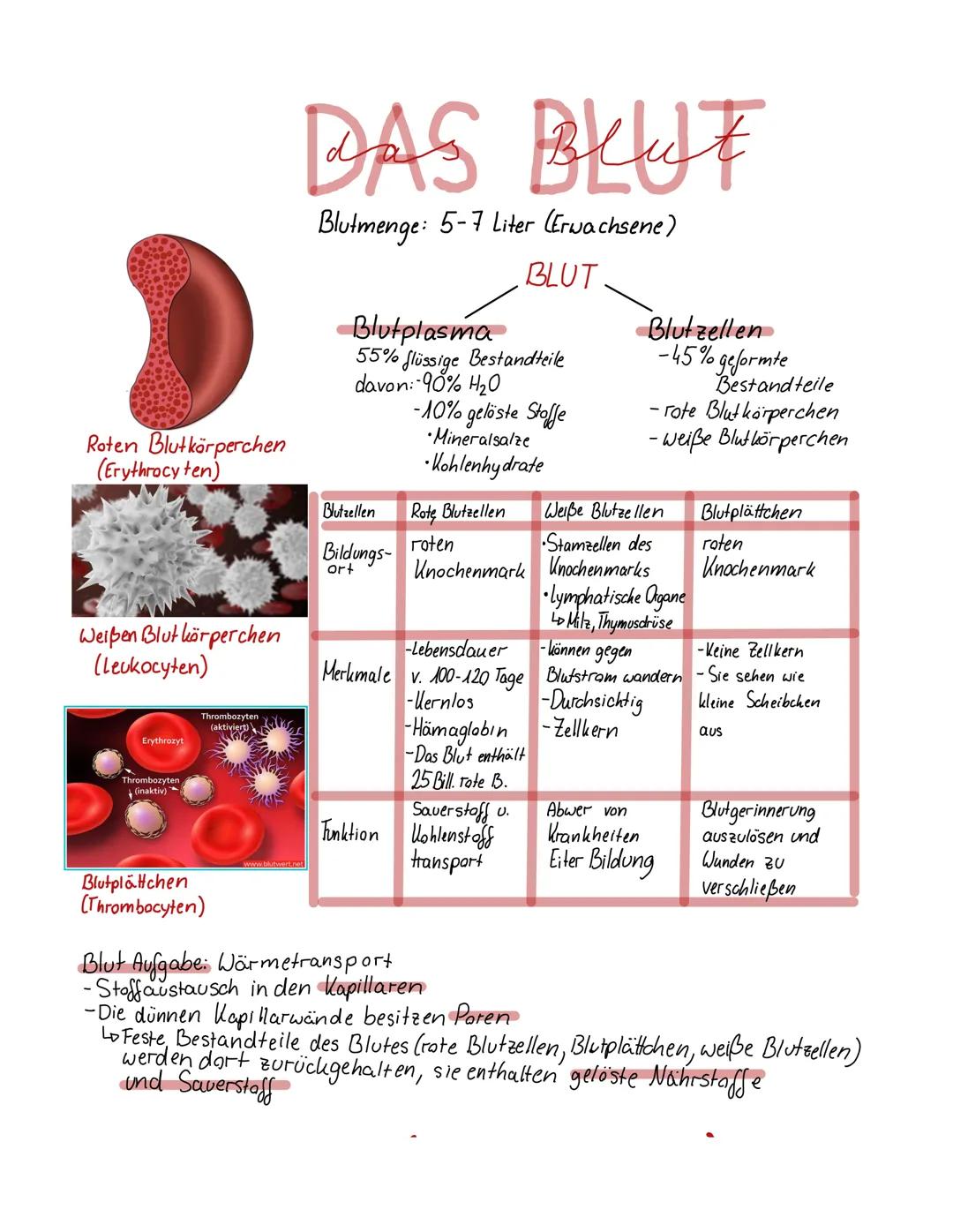 Roten Blutkörperchen
(Erythrocyten)
Weißen Blutkörperchen
(leukocyten)
Erythrozyt
Thrombozyten
(inaktiv)
Thrombozyten
(aktiviert)
Blutplättc