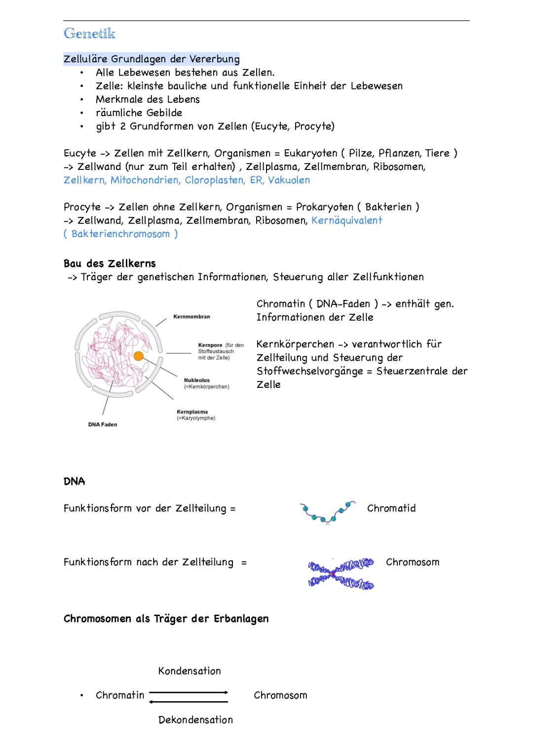 Prokaryoten und Eukaryoten: Unterschiede und Gemeinsamkeiten einfach erklärt