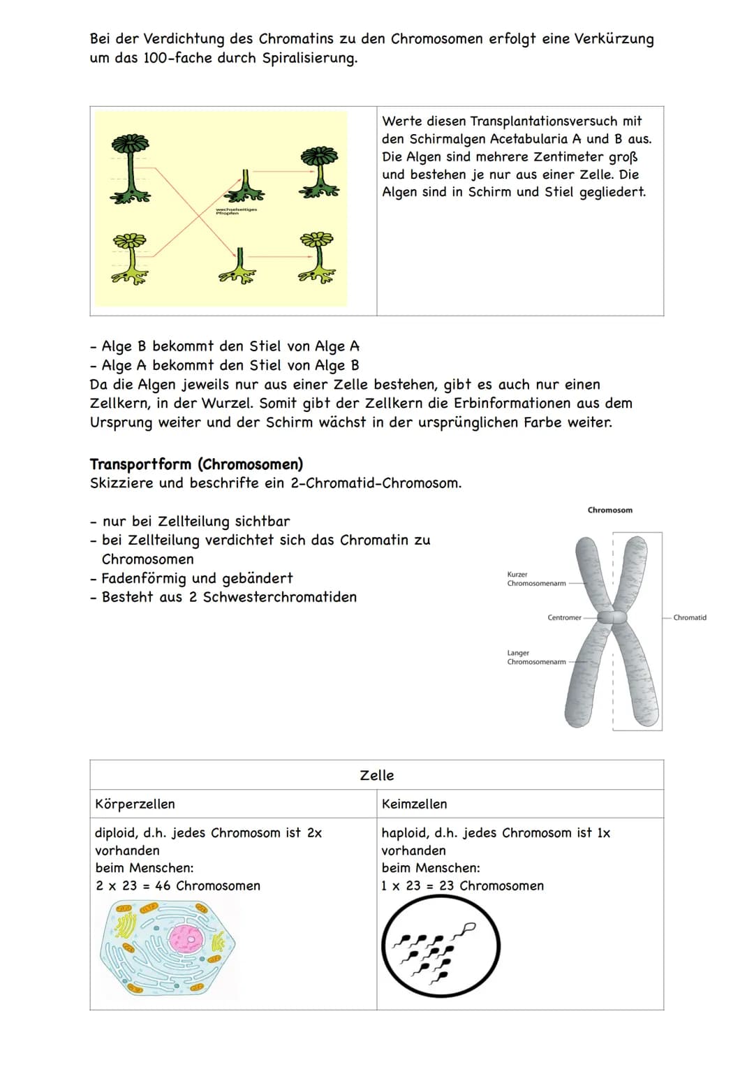 Genetik
Zelluläre Grundlagen der Vererbung
.
●
.
.
Alle Lebewesen bestehen aus Zellen.
Zelle: kleinste bauliche und funktionelle Einheit der