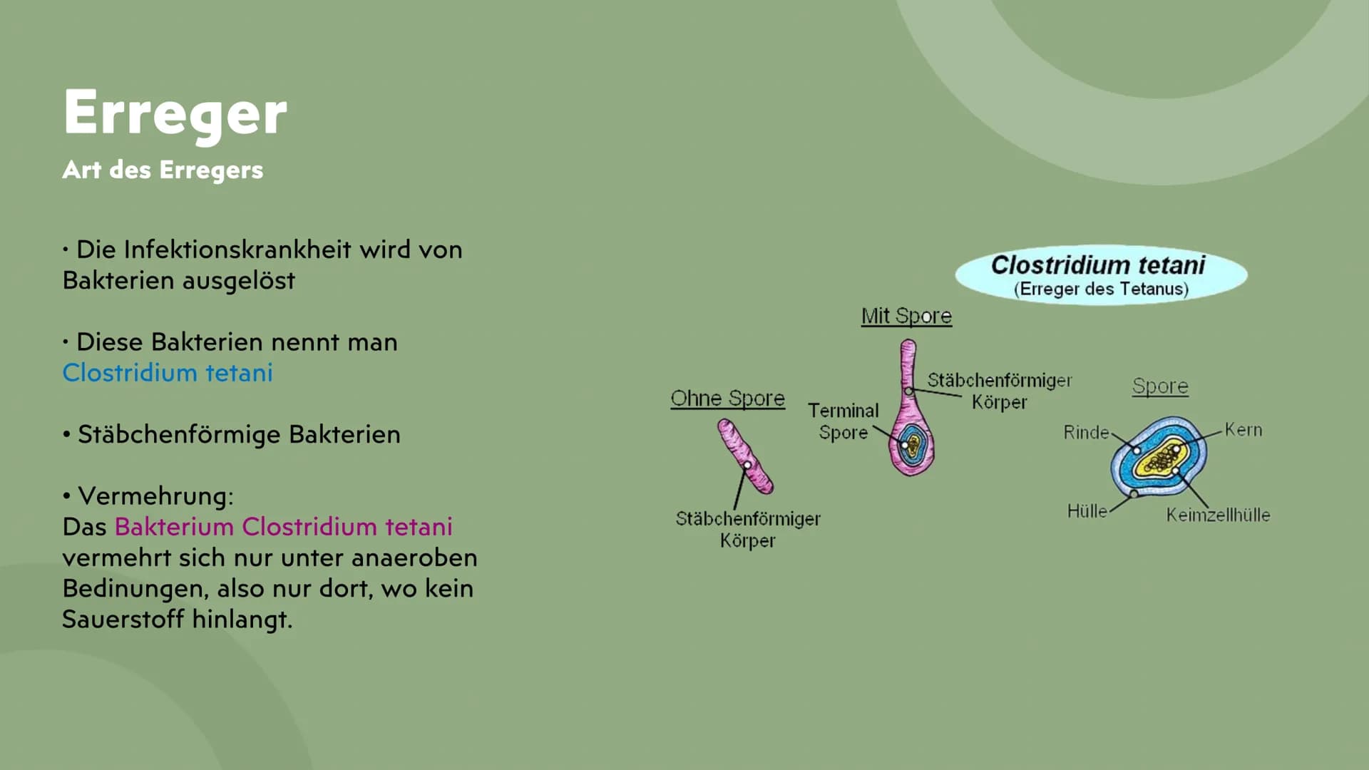 Tetanus
Wundstarrkampf
Präsentation von Lamia ●
●
Gliederung
Erreger, Art des Erregers
Bakterien Arten
Übertragungswege/Ansteckung
•
• Wirku