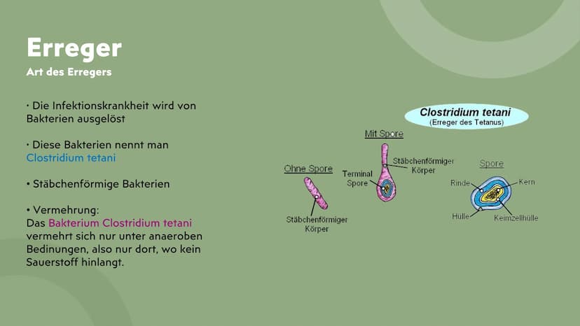 Tetanus
Wundstarrkampf
Präsentation von Lamia ●
●
Gliederung
Erreger, Art des Erregers
Bakterien Arten
Übertragungswege/Ansteckung
•
• Wirku