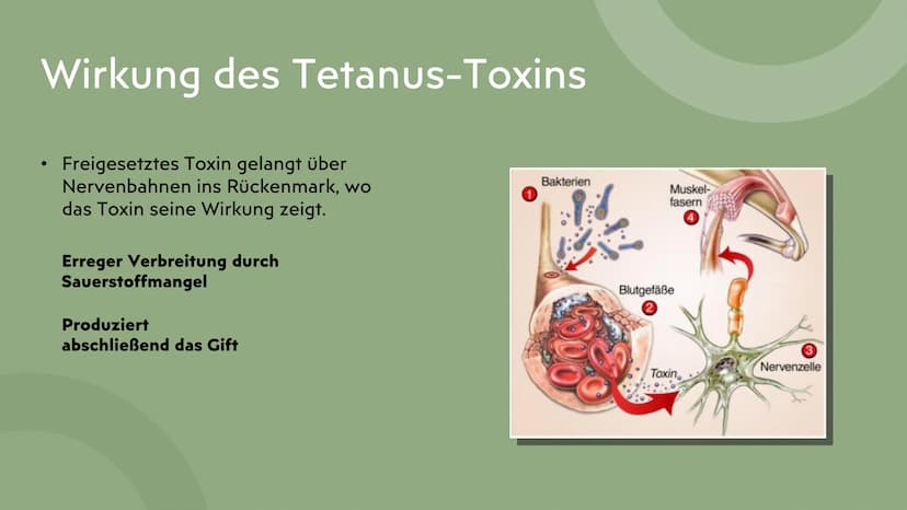 Tetanus
Wundstarrkampf
Präsentation von Lamia ●
●
Gliederung
Erreger, Art des Erregers
Bakterien Arten
Übertragungswege/Ansteckung
•
• Wirku
