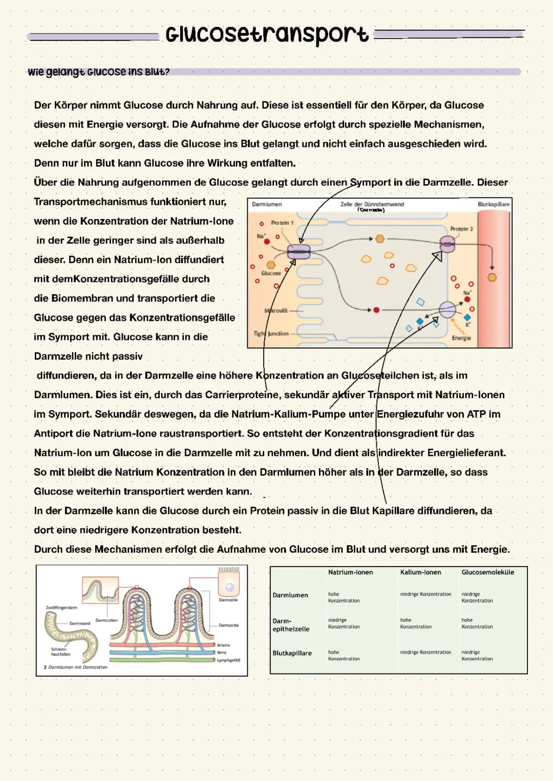 Glucosetransport 
