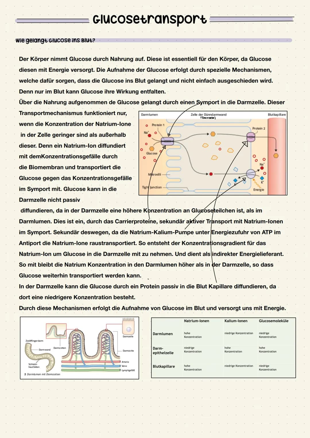 wie gelangt Glucose ins Blut?
Der Körper nimmt Glucose durch Nahrung auf. Diese ist essentiell für den Körper, da Glucose
diesen mit Energie