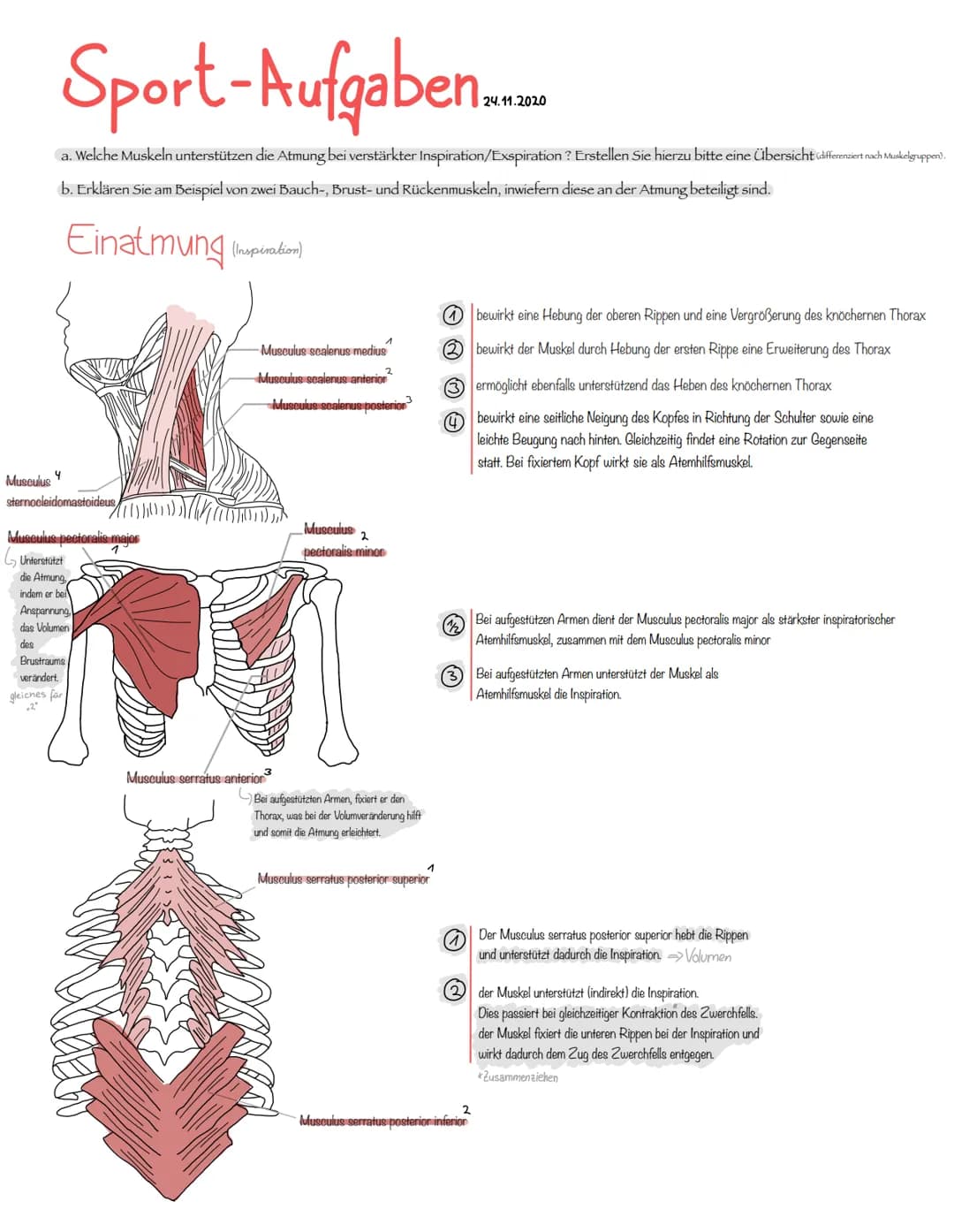 Musculus
Sport-Aufgaben
a. Welche Muskeln unterstützen die Atmung bei verstärkter Inspiration/Exspiration ? Erstellen Sie hierzu bitte eine 