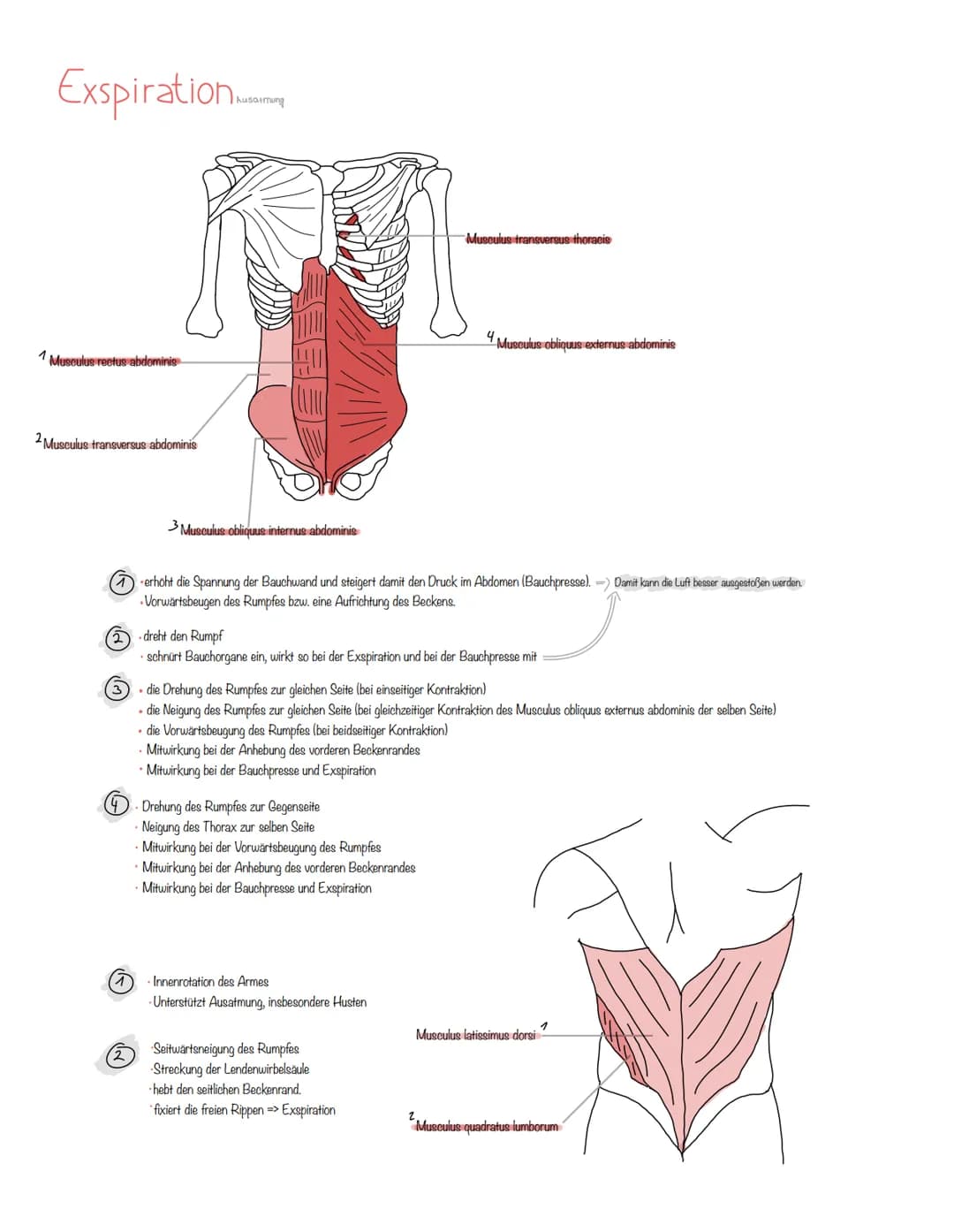 Musculus
Sport-Aufgaben
a. Welche Muskeln unterstützen die Atmung bei verstärkter Inspiration/Exspiration ? Erstellen Sie hierzu bitte eine 