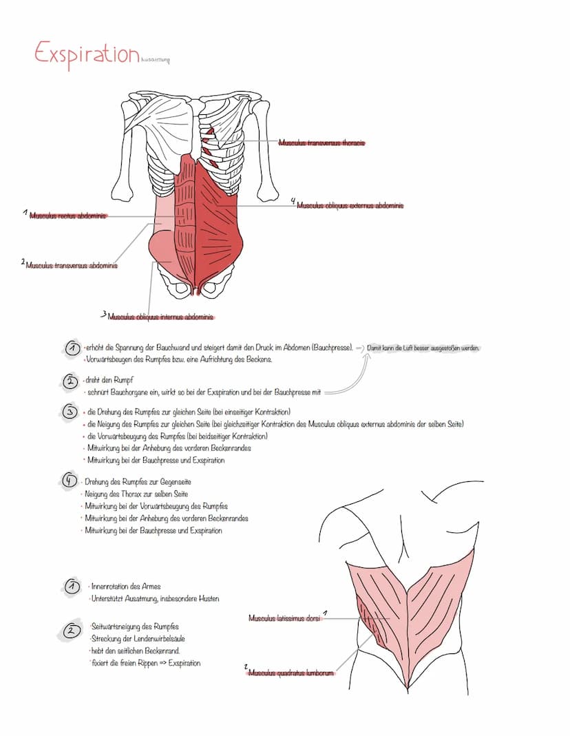 Musculus
Sport-Aufgaben
a. Welche Muskeln unterstützen die Atmung bei verstärkter Inspiration/Exspiration ? Erstellen Sie hierzu bitte eine 