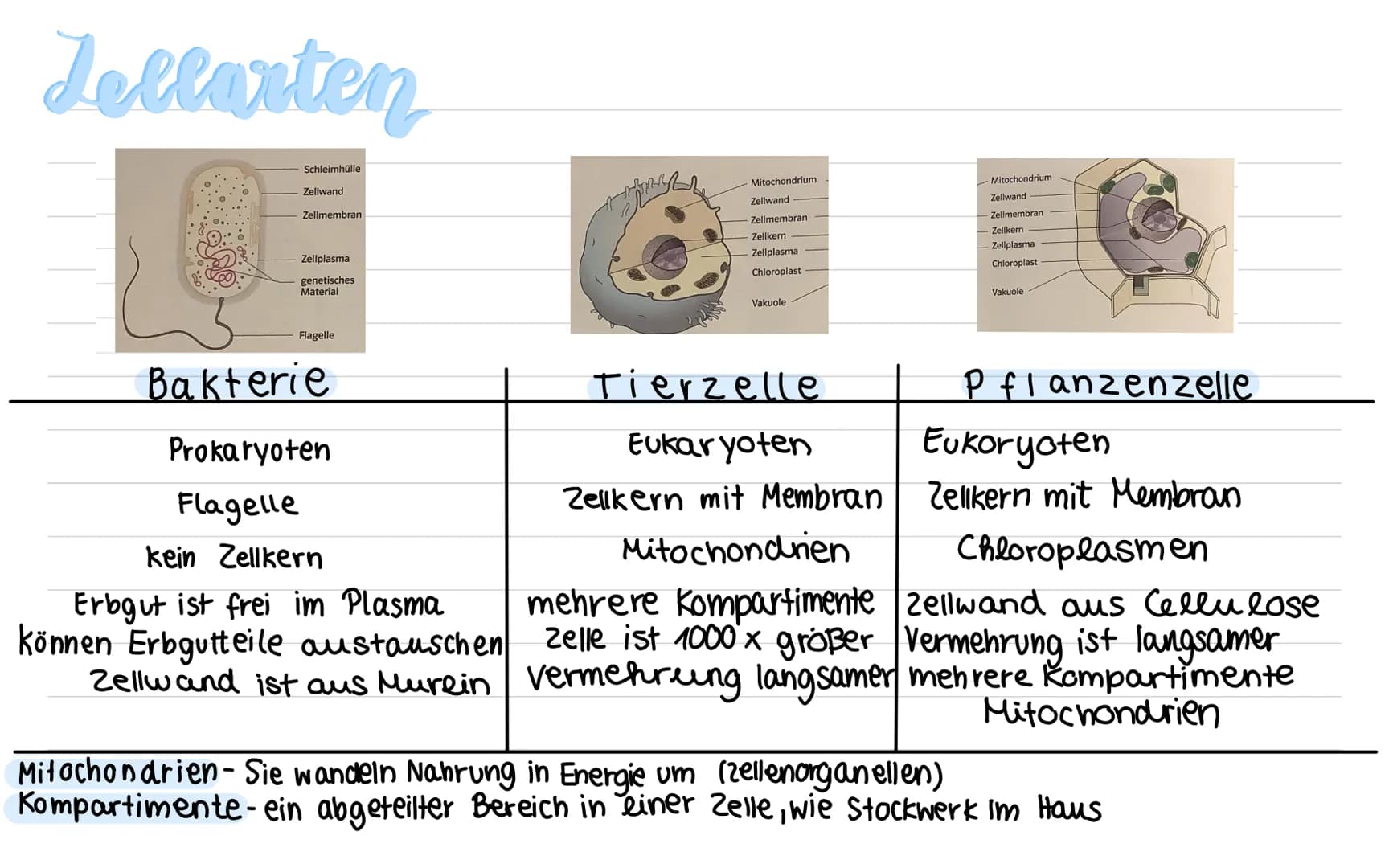 biologic Bakterien
Zellplasma
Zellwand
(stabilität)
Zellmembran
Flagellen
Verdauungsenzym
Erbgut
(genetisches Material)
00000000
Nährstoff
v