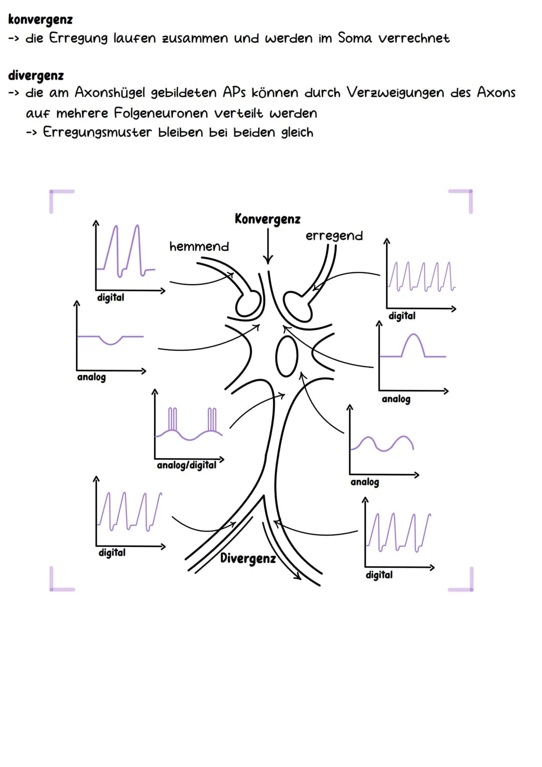 Neurobiologie Aufbau& Funktion der Nervenzelle
Bestandteile d. Nervenzelle
Dendriten
Zellkern
Soma
Axonhügel
Axon
Hüllzelle
Nervenfaser
Endk