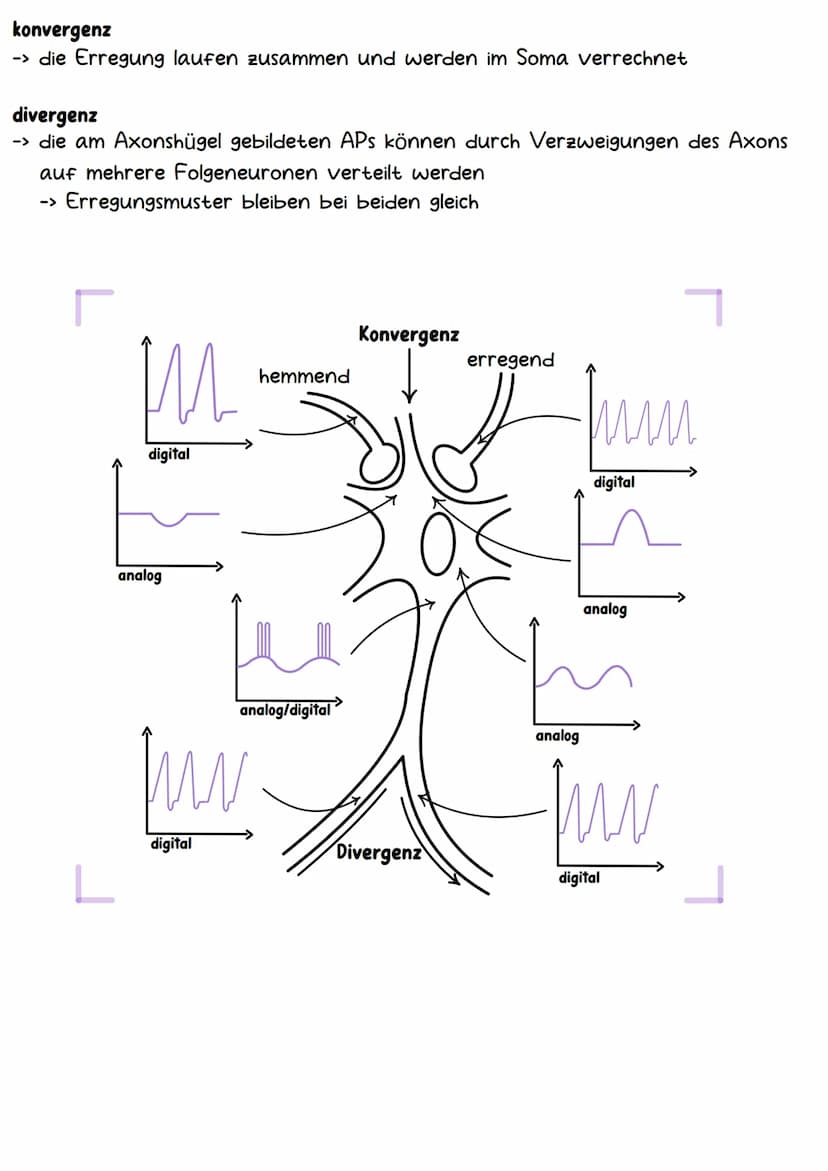 Neurobiologie Aufbau& Funktion der Nervenzelle
Bestandteile d. Nervenzelle
Dendriten
Zellkern
Soma
Axonhügel
Axon
Hüllzelle
Nervenfaser
Endk