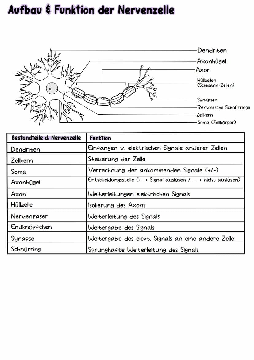 Neurobiologie Aufbau& Funktion der Nervenzelle
Bestandteile d. Nervenzelle
Dendriten
Zellkern
Soma
Axonhügel
Axon
Hüllzelle
Nervenfaser
Endk