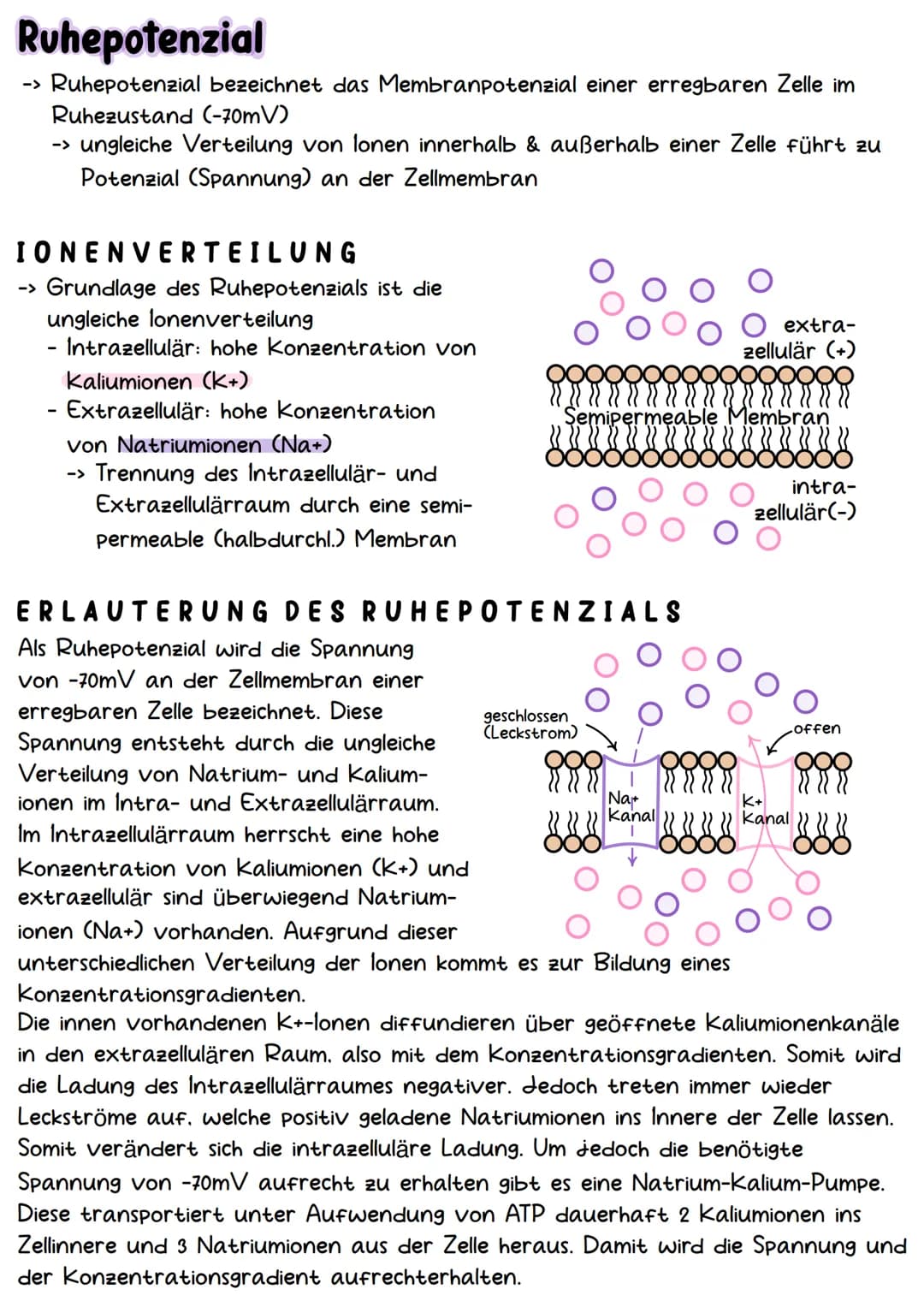 Neurobiologie Aufbau& Funktion der Nervenzelle
Bestandteile d. Nervenzelle
Dendriten
Zellkern
Soma
Axonhügel
Axon
Hüllzelle
Nervenfaser
Endk