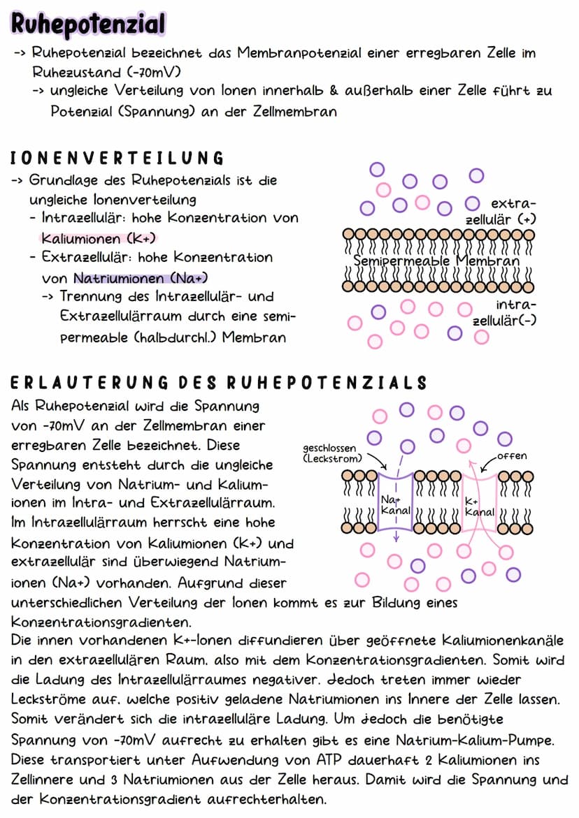 Neurobiologie Aufbau& Funktion der Nervenzelle
Bestandteile d. Nervenzelle
Dendriten
Zellkern
Soma
Axonhügel
Axon
Hüllzelle
Nervenfaser
Endk