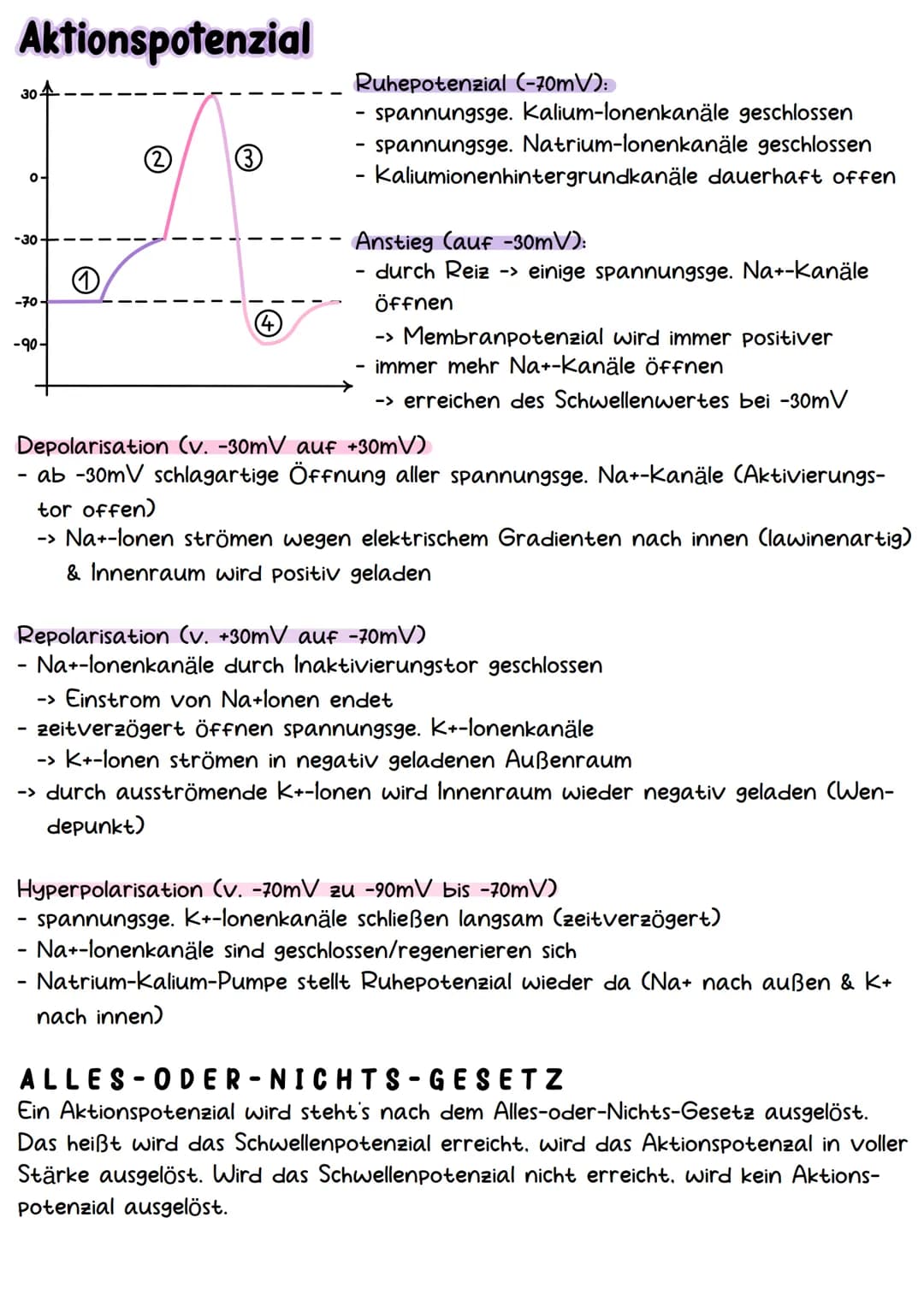 Neurobiologie Aufbau& Funktion der Nervenzelle
Bestandteile d. Nervenzelle
Dendriten
Zellkern
Soma
Axonhügel
Axon
Hüllzelle
Nervenfaser
Endk