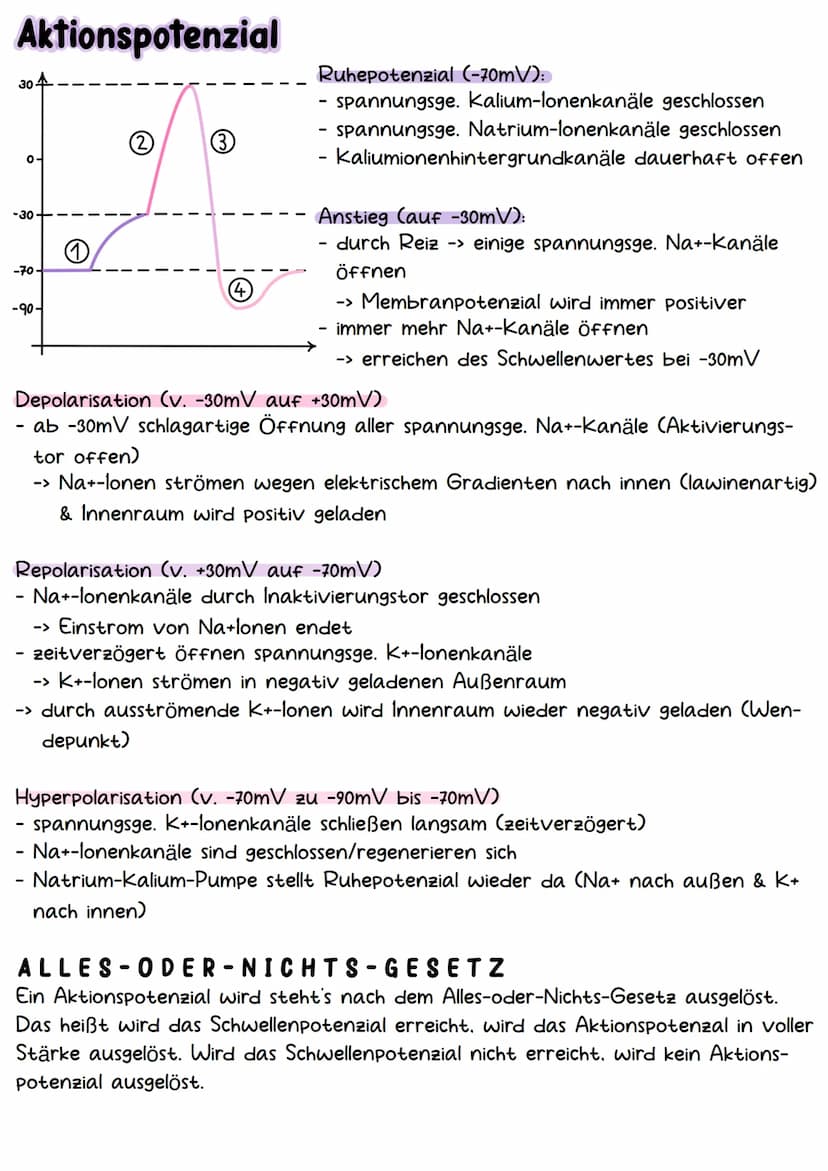 Neurobiologie Aufbau& Funktion der Nervenzelle
Bestandteile d. Nervenzelle
Dendriten
Zellkern
Soma
Axonhügel
Axon
Hüllzelle
Nervenfaser
Endk