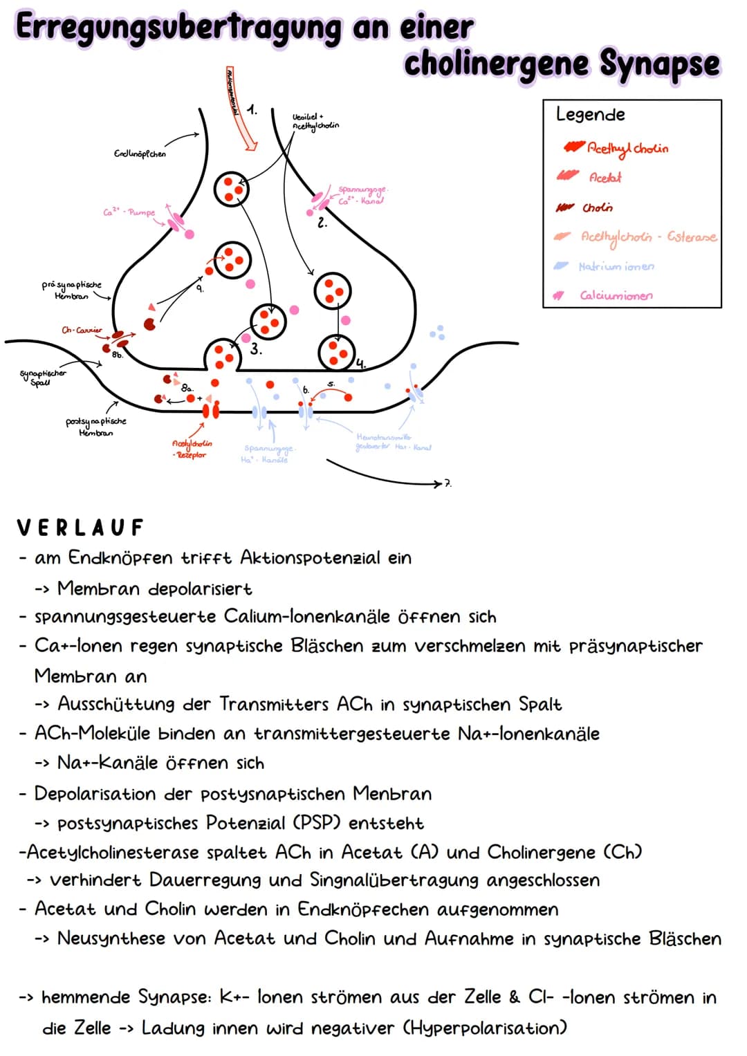 Neurobiologie Aufbau& Funktion der Nervenzelle
Bestandteile d. Nervenzelle
Dendriten
Zellkern
Soma
Axonhügel
Axon
Hüllzelle
Nervenfaser
Endk