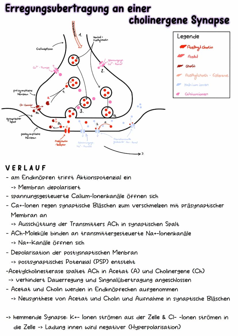 Neurobiologie Aufbau& Funktion der Nervenzelle
Bestandteile d. Nervenzelle
Dendriten
Zellkern
Soma
Axonhügel
Axon
Hüllzelle
Nervenfaser
Endk