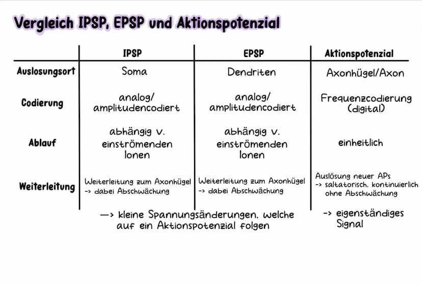 Neurobiologie Aufbau& Funktion der Nervenzelle
Bestandteile d. Nervenzelle
Dendriten
Zellkern
Soma
Axonhügel
Axon
Hüllzelle
Nervenfaser
Endk