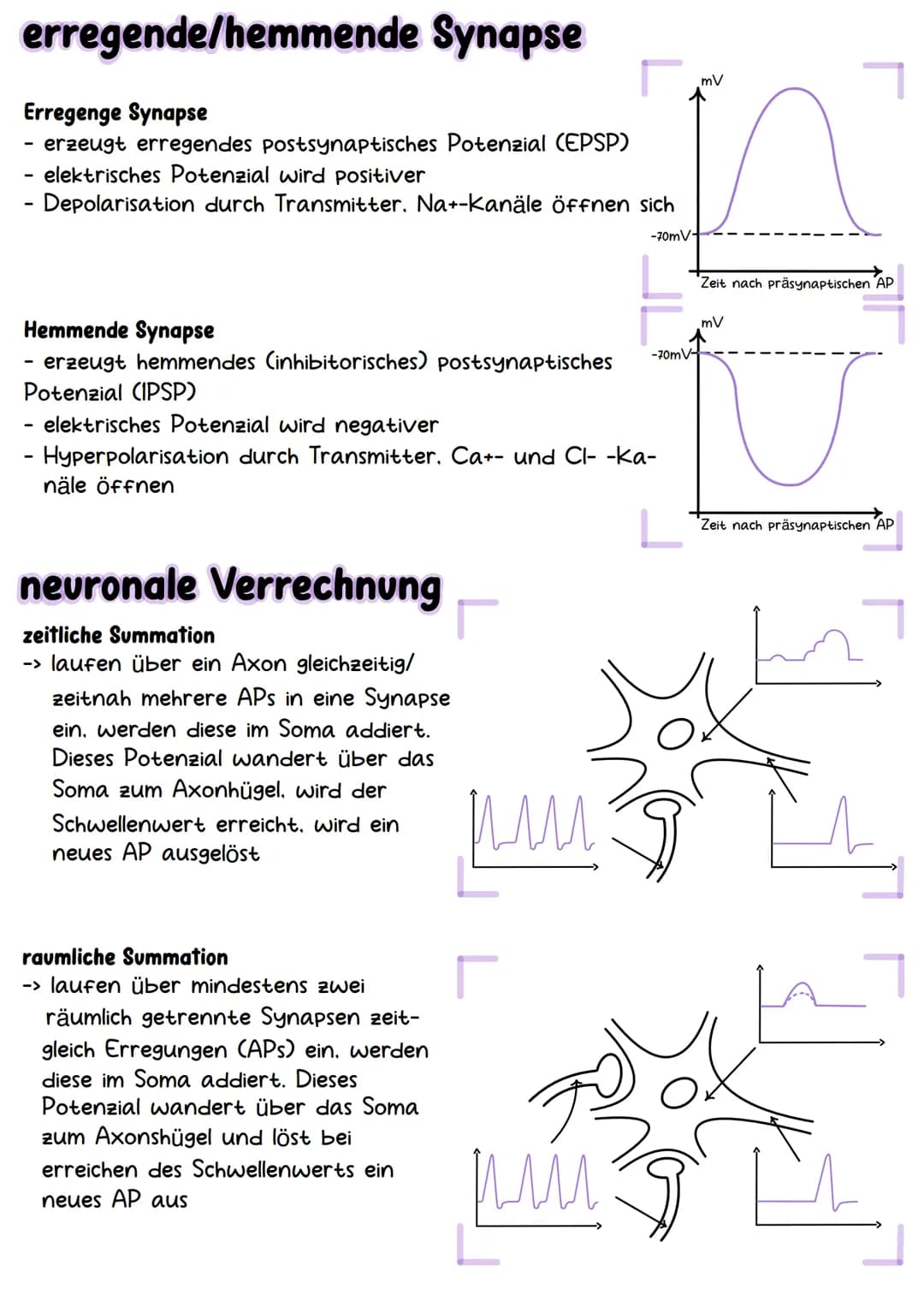 Neurobiologie Aufbau& Funktion der Nervenzelle
Bestandteile d. Nervenzelle
Dendriten
Zellkern
Soma
Axonhügel
Axon
Hüllzelle
Nervenfaser
Endk