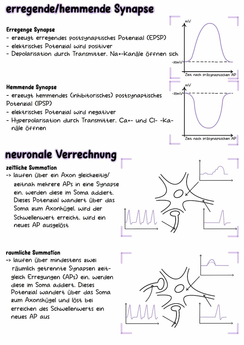 Neurobiologie Aufbau& Funktion der Nervenzelle
Bestandteile d. Nervenzelle
Dendriten
Zellkern
Soma
Axonhügel
Axon
Hüllzelle
Nervenfaser
Endk