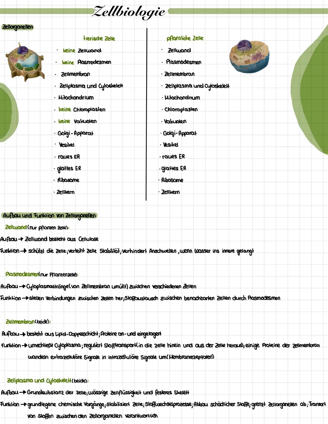 Zellarganellen
Zellbiologie
keine Zellwand
tierische Zelle
keine Plasmodesmen
Zellmembran
Zellplasma und Cytoskelett
Hitochondrium
• keine C