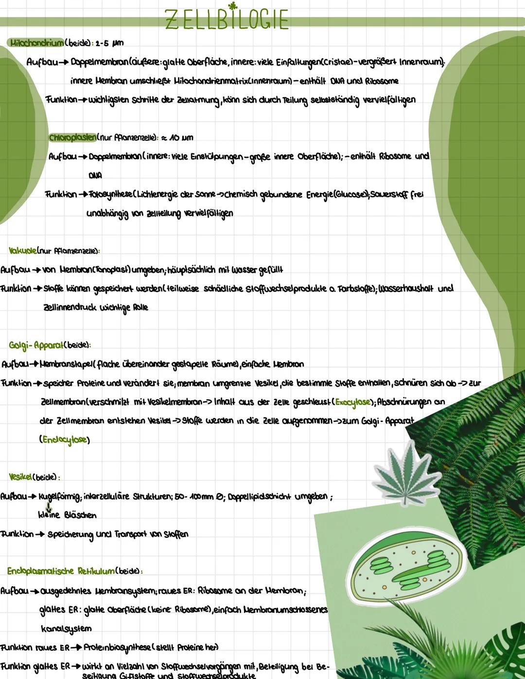 Zellarganellen
Zellbiologie
keine Zellwand
tierische Zelle
keine Plasmodesmen
Zellmembran
Zellplasma und Cytoskelett
Hitochondrium
• keine C