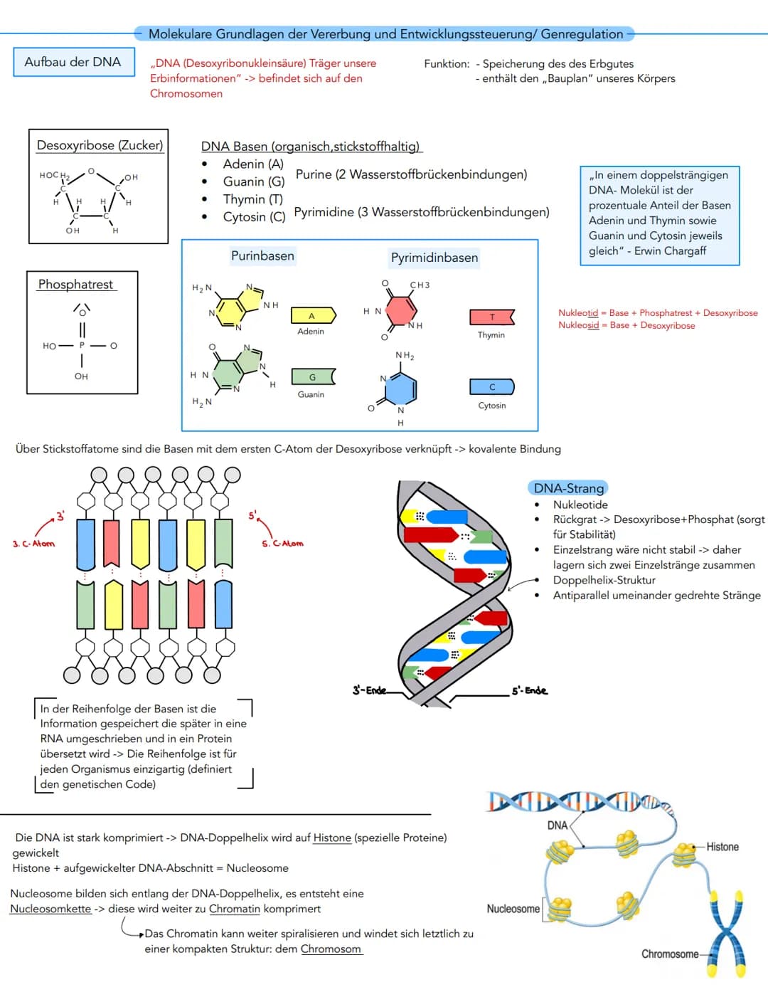 Aufbau der DNA
Desoxyribose (Zucker)
HOC H₂
H
OH
Phosphatrest
HO-
3. C-Atom
OH
Molekulare Grundlagen der Vererbung und
,,DNA (Desoxyribonukl