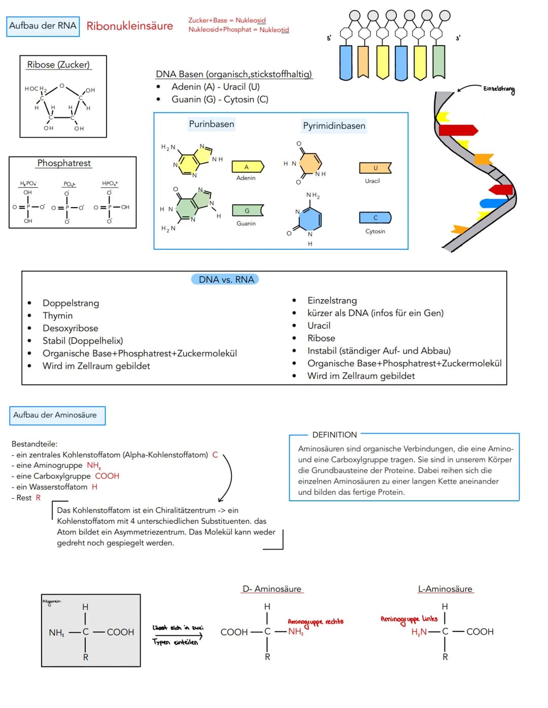 Aufbau der DNA
Desoxyribose (Zucker)
HOC H₂
H
OH
Phosphatrest
HO-
3. C-Atom
OH
Molekulare Grundlagen der Vererbung und
,,DNA (Desoxyribonukl