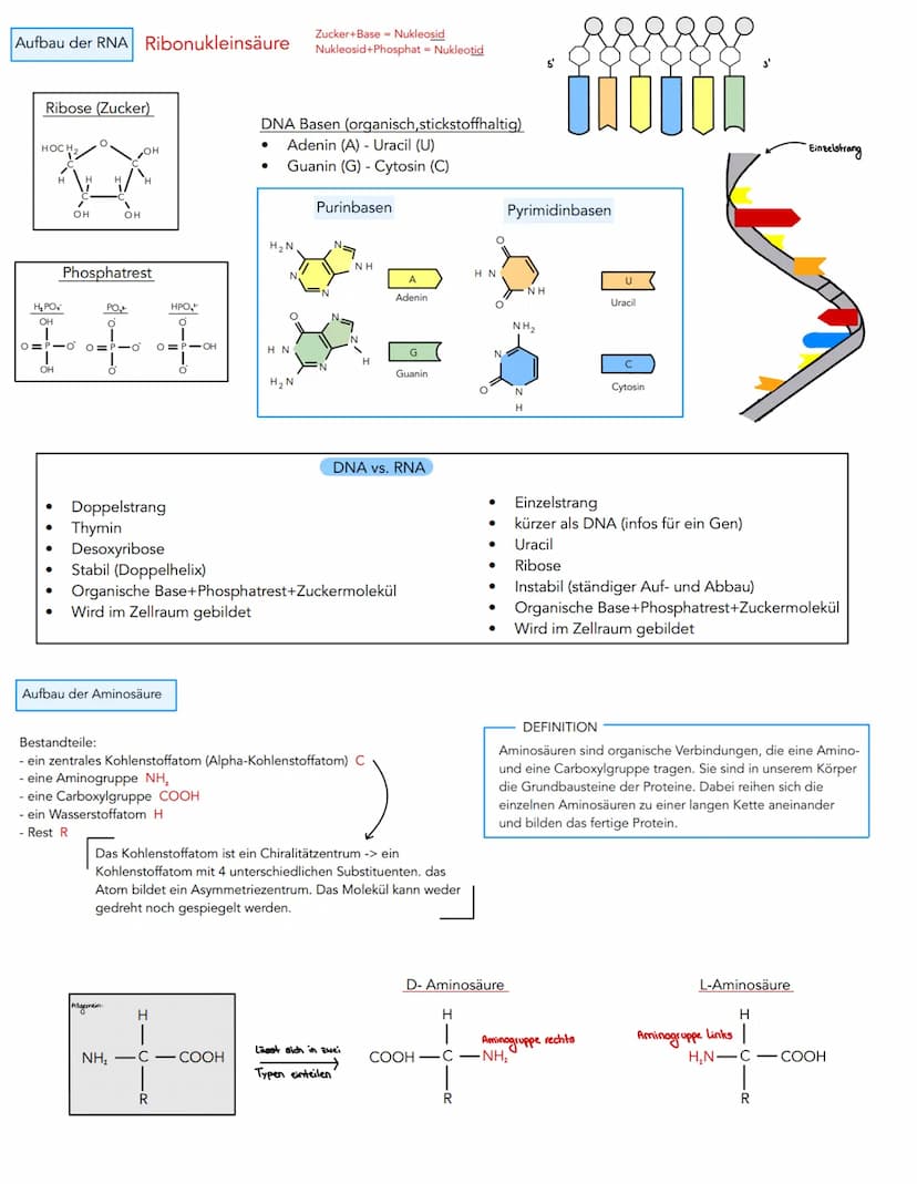 Aufbau der DNA
Desoxyribose (Zucker)
HOC H₂
H
OH
Phosphatrest
HO-
3. C-Atom
OH
Molekulare Grundlagen der Vererbung und
,,DNA (Desoxyribonukl