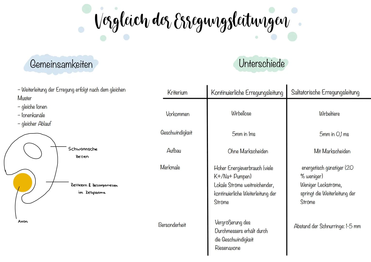 Zellkörper mit
organellen
Aufbau und Funktion der Norvenzelle
AUFBAU
Dendriten
Zellkern
Soma
Axonnugel
Ranvier-Schnurringe
Schwannsche Zelle