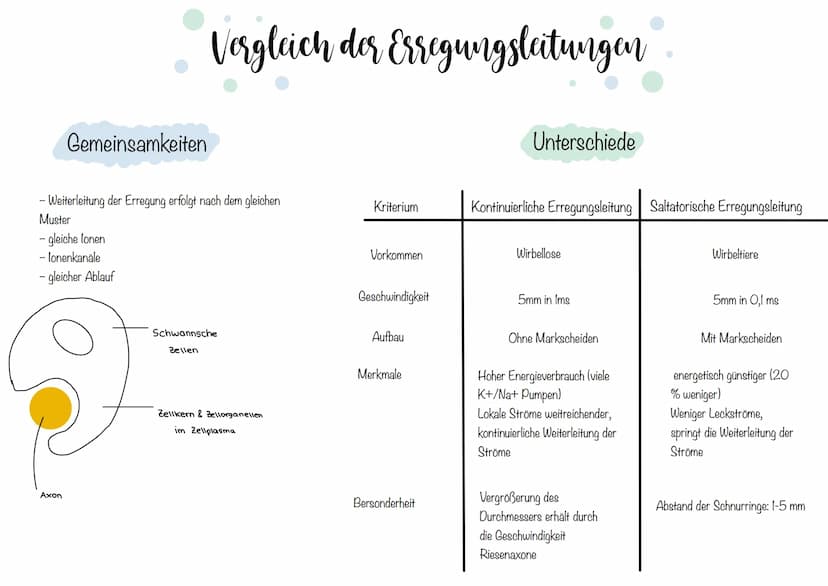 Zellkörper mit
organellen
Aufbau und Funktion der Norvenzelle
AUFBAU
Dendriten
Zellkern
Soma
Axonnugel
Ranvier-Schnurringe
Schwannsche Zelle