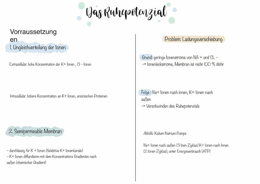 Zellkörper mit
organellen
Aufbau und Funktion der Norvenzelle
AUFBAU
Dendriten
Zellkern
Soma
Axonnugel
Ranvier-Schnurringe
Schwannsche Zelle