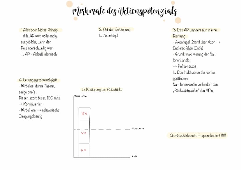 Zellkörper mit
organellen
Aufbau und Funktion der Norvenzelle
AUFBAU
Dendriten
Zellkern
Soma
Axonnugel
Ranvier-Schnurringe
Schwannsche Zelle