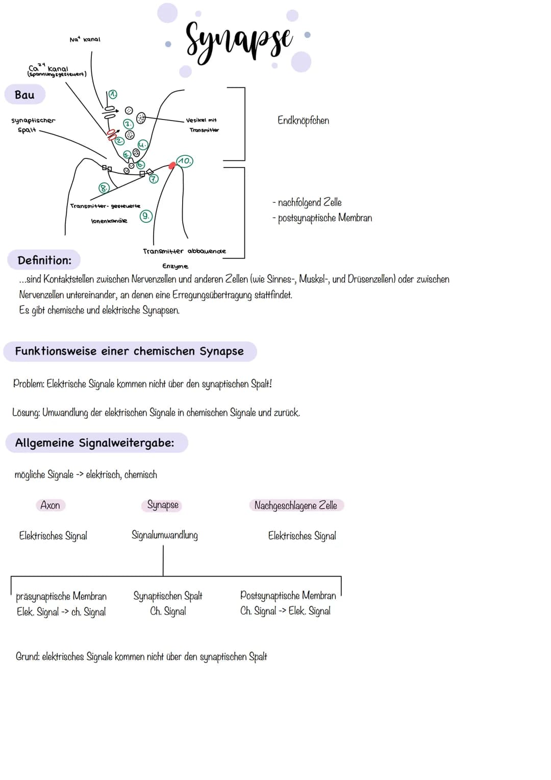 Zellkörper mit
organellen
Aufbau und Funktion der Norvenzelle
AUFBAU
Dendriten
Zellkern
Soma
Axonnugel
Ranvier-Schnurringe
Schwannsche Zelle