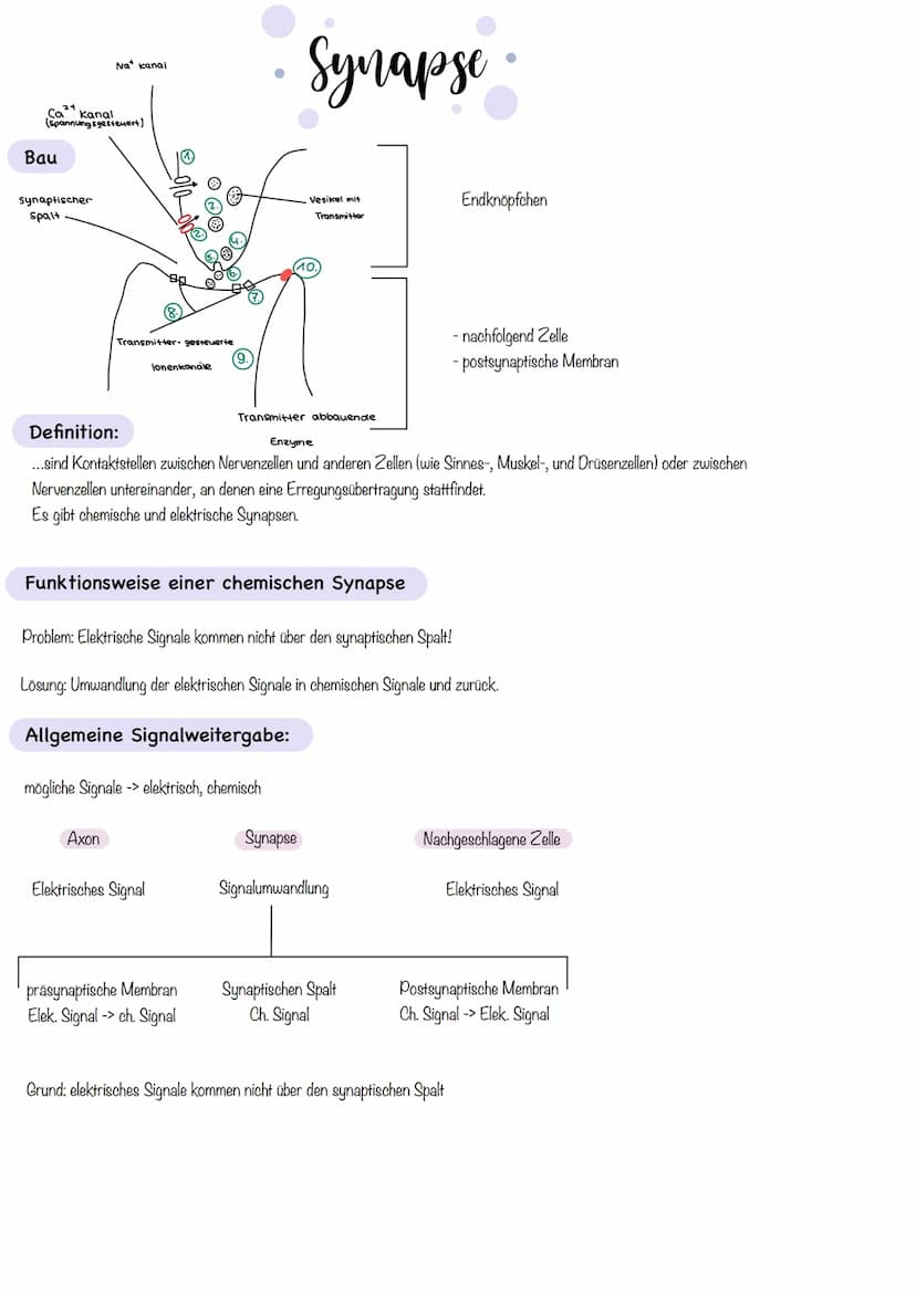 Zellkörper mit
organellen
Aufbau und Funktion der Norvenzelle
AUFBAU
Dendriten
Zellkern
Soma
Axonnugel
Ranvier-Schnurringe
Schwannsche Zelle