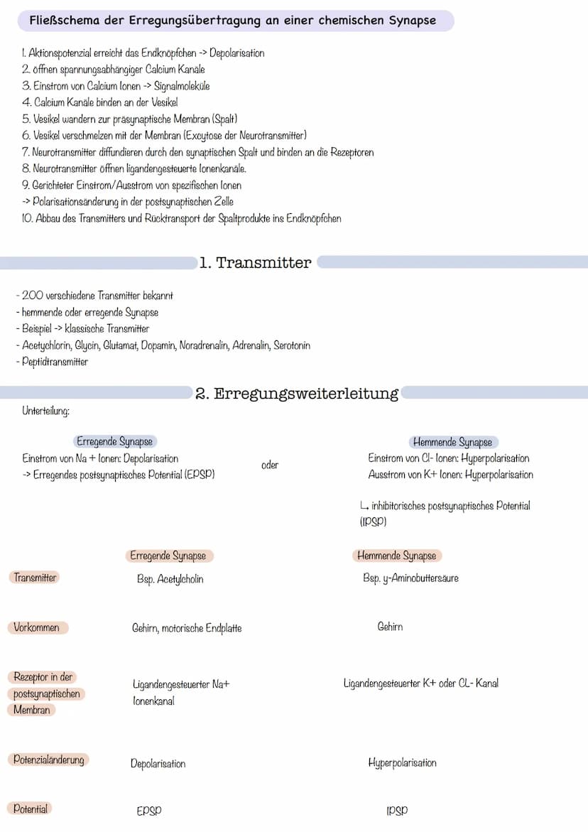 Zellkörper mit
organellen
Aufbau und Funktion der Norvenzelle
AUFBAU
Dendriten
Zellkern
Soma
Axonnugel
Ranvier-Schnurringe
Schwannsche Zelle