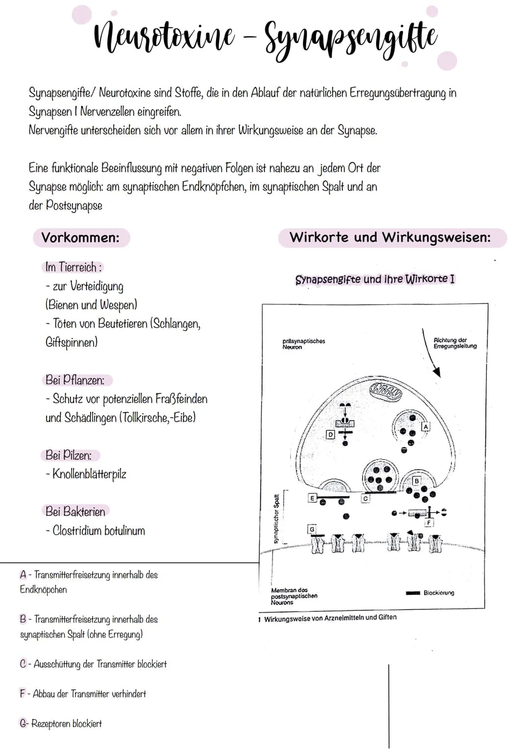 Zellkörper mit
organellen
Aufbau und Funktion der Norvenzelle
AUFBAU
Dendriten
Zellkern
Soma
Axonnugel
Ranvier-Schnurringe
Schwannsche Zelle