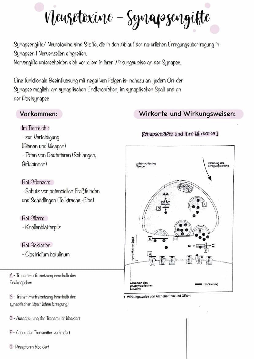 Zellkörper mit
organellen
Aufbau und Funktion der Norvenzelle
AUFBAU
Dendriten
Zellkern
Soma
Axonnugel
Ranvier-Schnurringe
Schwannsche Zelle