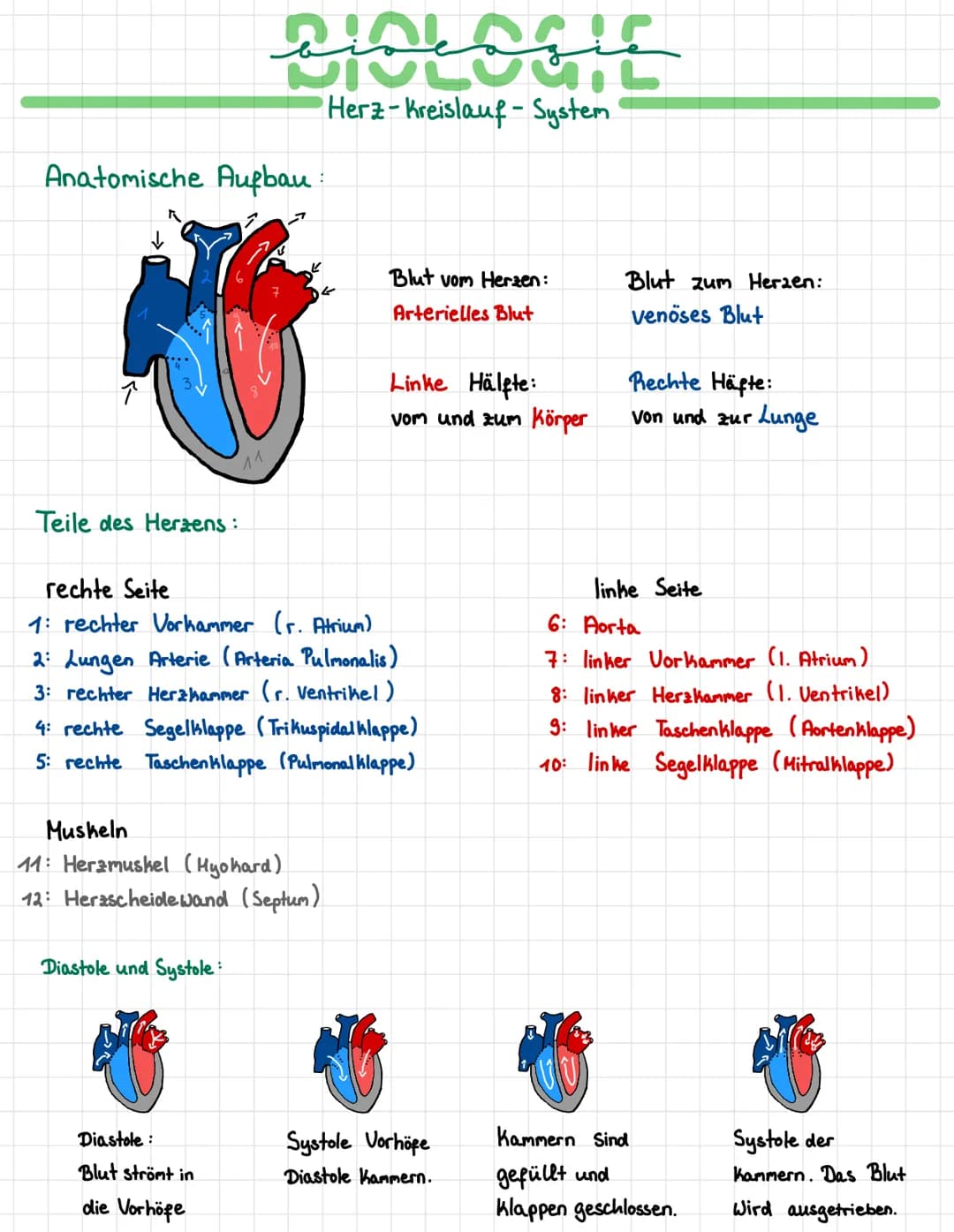 Anatomische Aufbau:
Teile des Herzens:
イイ
DIOLOGIE
Herz-Kreislauf-System
Diastole und Systole:
Muskeln
11: Herzmuskel (Hyohard)
12: Herzsche