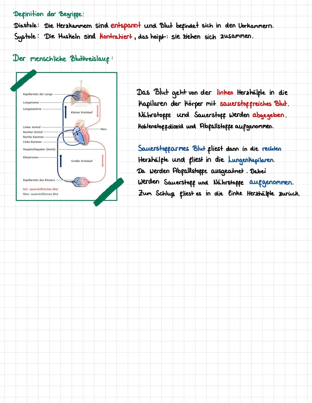 Anatomische Aufbau:
Teile des Herzens:
イイ
DIOLOGIE
Herz-Kreislauf-System
Diastole und Systole:
Muskeln
11: Herzmuskel (Hyohard)
12: Herzsche