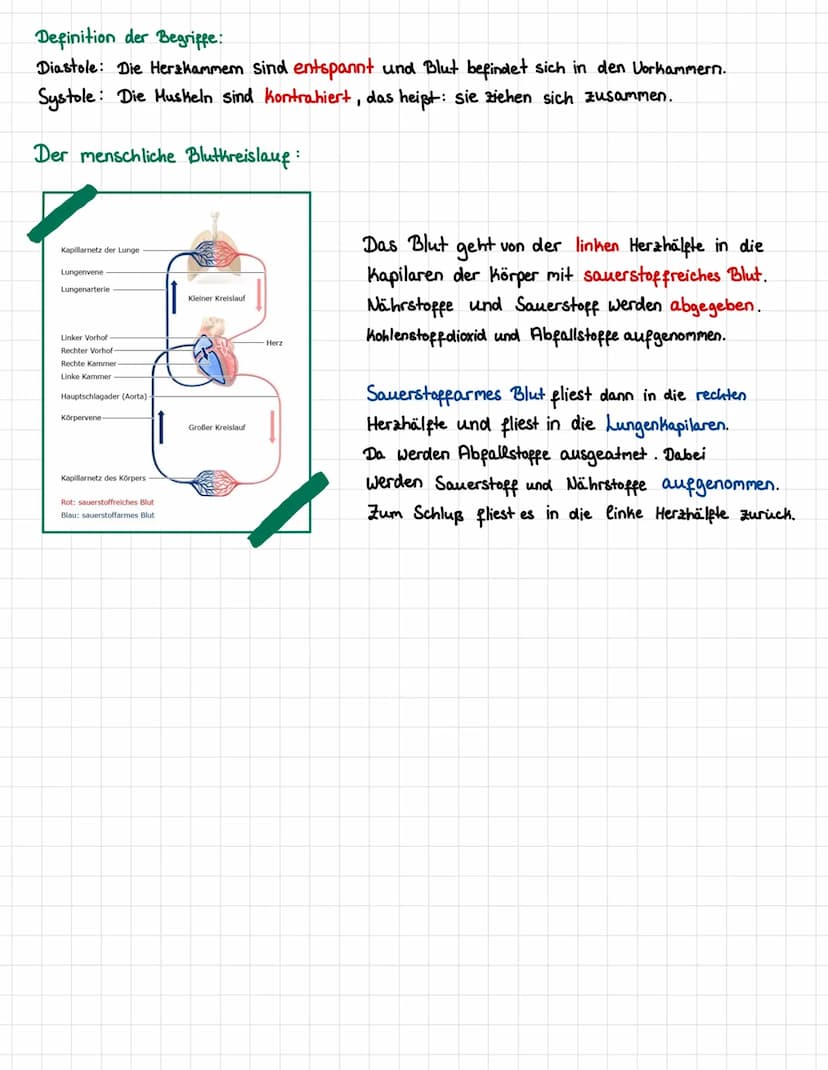 Anatomische Aufbau:
Teile des Herzens:
イイ
DIOLOGIE
Herz-Kreislauf-System
Diastole und Systole:
Muskeln
11: Herzmuskel (Hyohard)
12: Herzsche