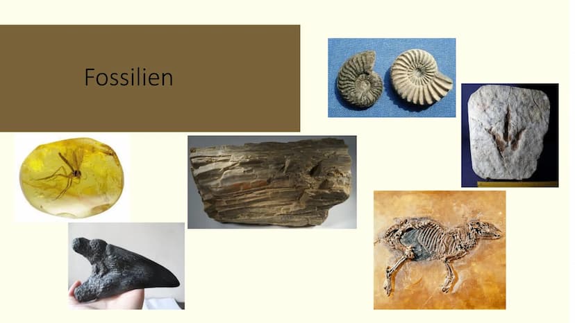 Paläontologie
Die Wissenschaft der vergangenen Erdzeitalter und dessen Überreste Bio Paläontologie Zusammenfassung:
Ich Paläontologie- was i