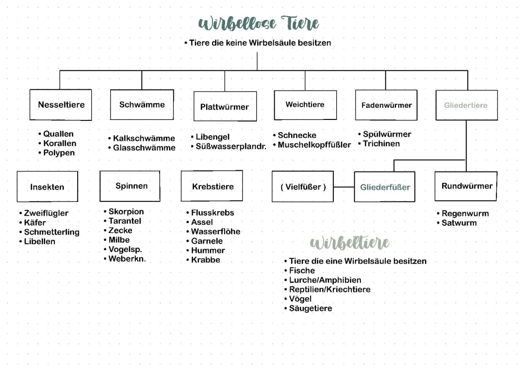 Merkmale von Insektenordnungen verstehen und die Unterschiede zwischen Wirbeltieren und Wirbellosen entdecken!