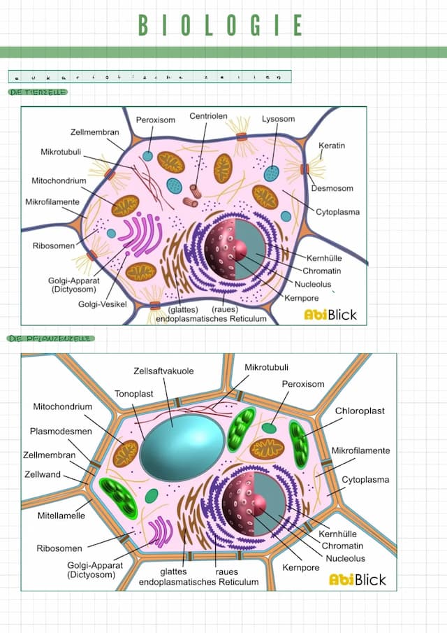 Know Zellbiologie thumbnail