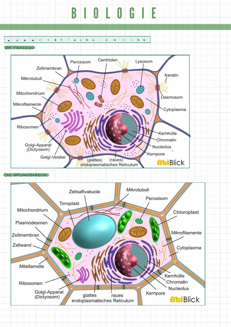 Know Zellbiologie thumbnail