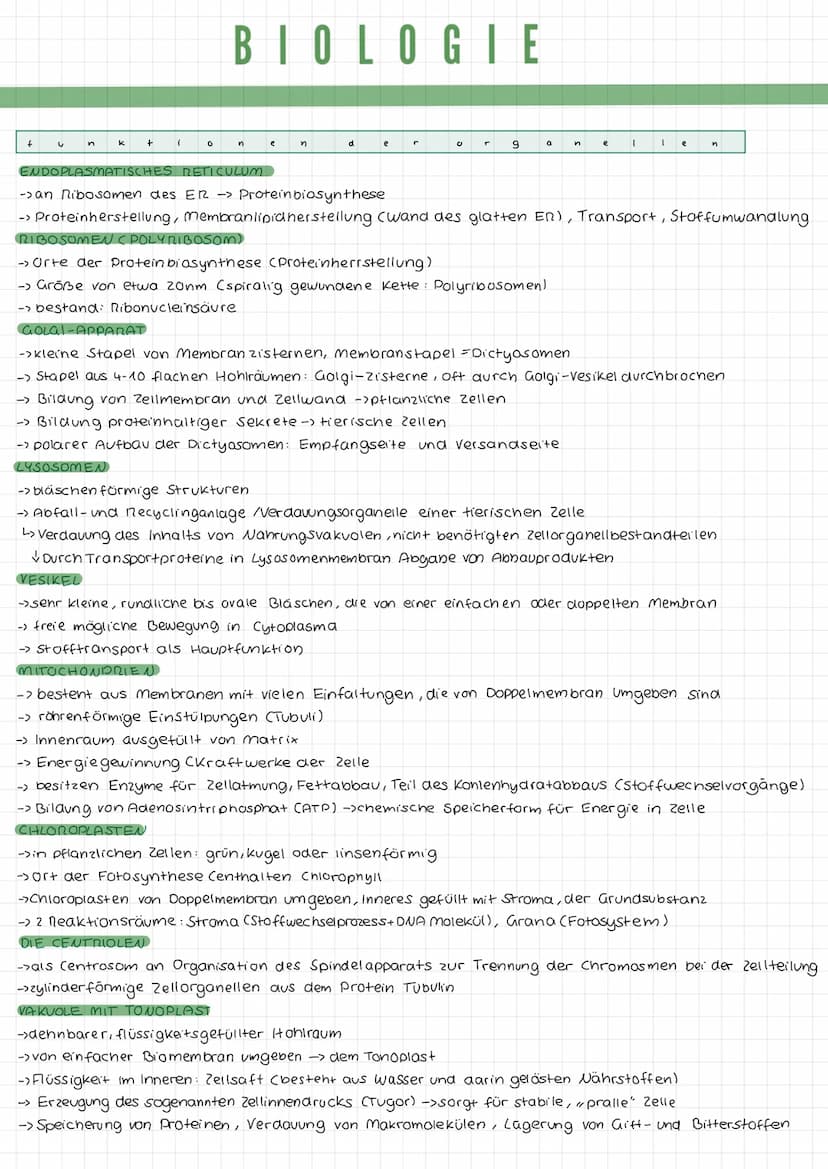 k
a
DIE TIERZELLE
r
Mikrotubuli
Mitochondrium
Zellmembran
Mikrofilamente
Ribosomen1
Golgi-Apparat
(Dictyosom)
DIE PFLANZENZELLE
Zellwand
Zel