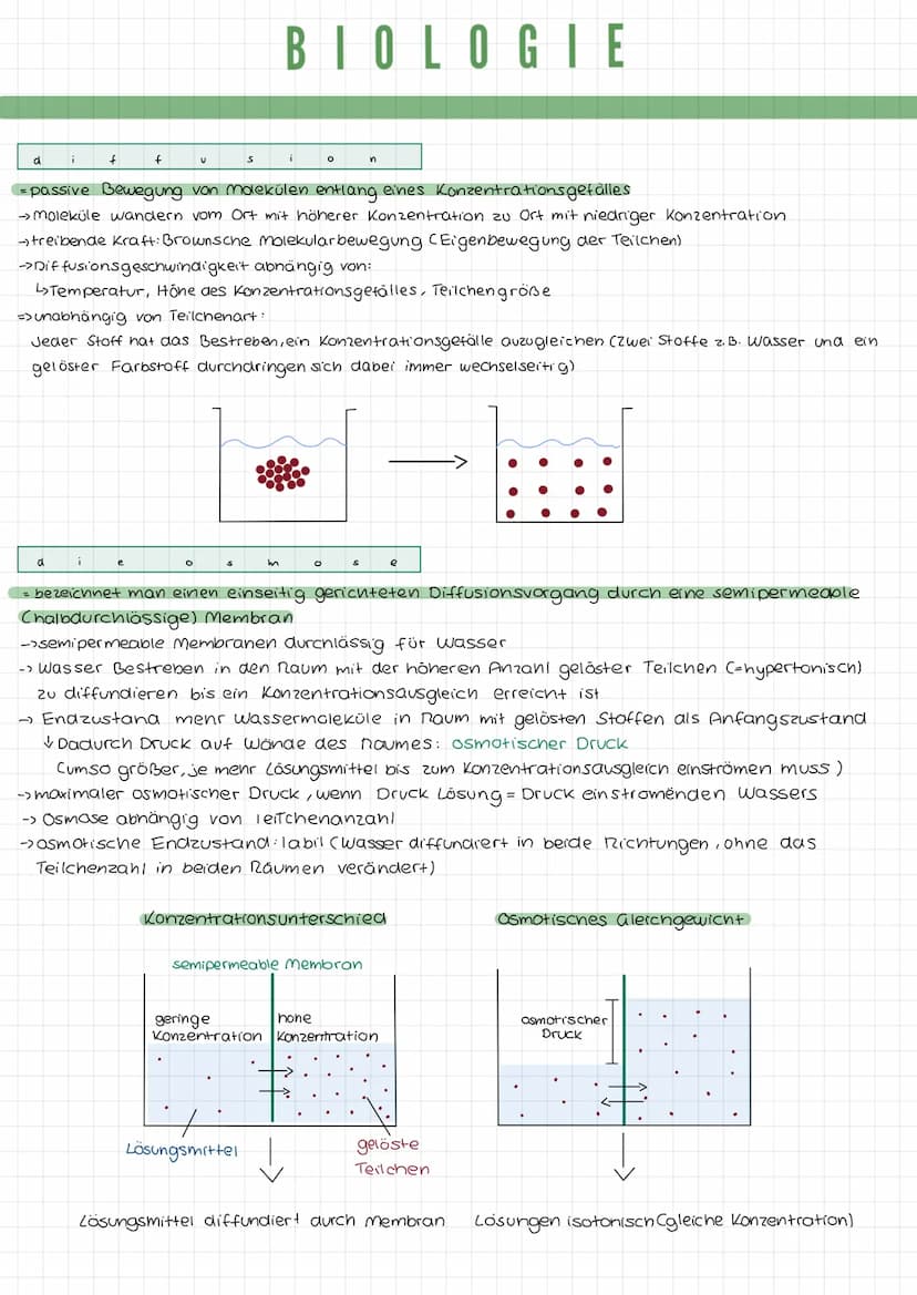k
a
DIE TIERZELLE
r
Mikrotubuli
Mitochondrium
Zellmembran
Mikrofilamente
Ribosomen1
Golgi-Apparat
(Dictyosom)
DIE PFLANZENZELLE
Zellwand
Zel