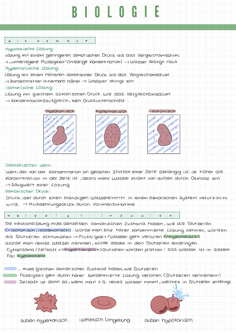k
a
DIE TIERZELLE
r
Mikrotubuli
Mitochondrium
Zellmembran
Mikrofilamente
Ribosomen1
Golgi-Apparat
(Dictyosom)
DIE PFLANZENZELLE
Zellwand
Zel