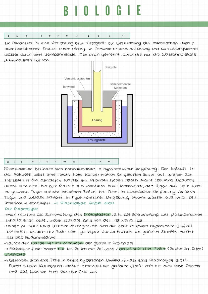 k
a
DIE TIERZELLE
r
Mikrotubuli
Mitochondrium
Zellmembran
Mikrofilamente
Ribosomen1
Golgi-Apparat
(Dictyosom)
DIE PFLANZENZELLE
Zellwand
Zel